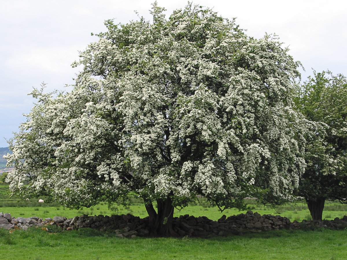 4. HAWTHORN, insect-rich, is one of the countryside’s most important trees. Alongside blackthorn, its dense thorn shade is one of the most used of all bird nesting habitats. From song thrush to bullfinch & turtle dove, this protective castle is a fortified scrubland haven.