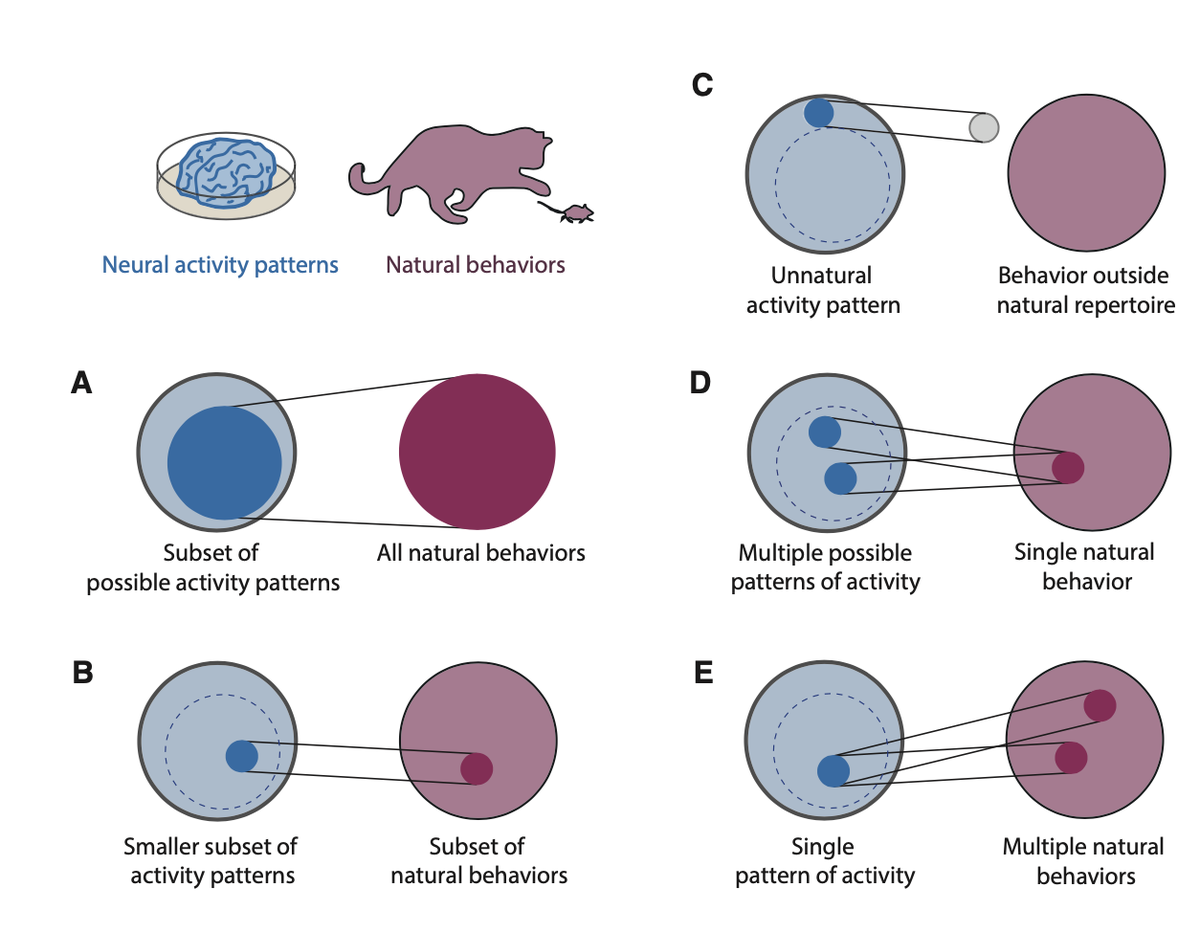 Action has cause. Just as Krakauer argued that abstracting bayesian representations of systems is erroneous without the cognitive/psychology, just as Poeppel argues for non-reductionist neuroscience - we exist in interaction. 11/15