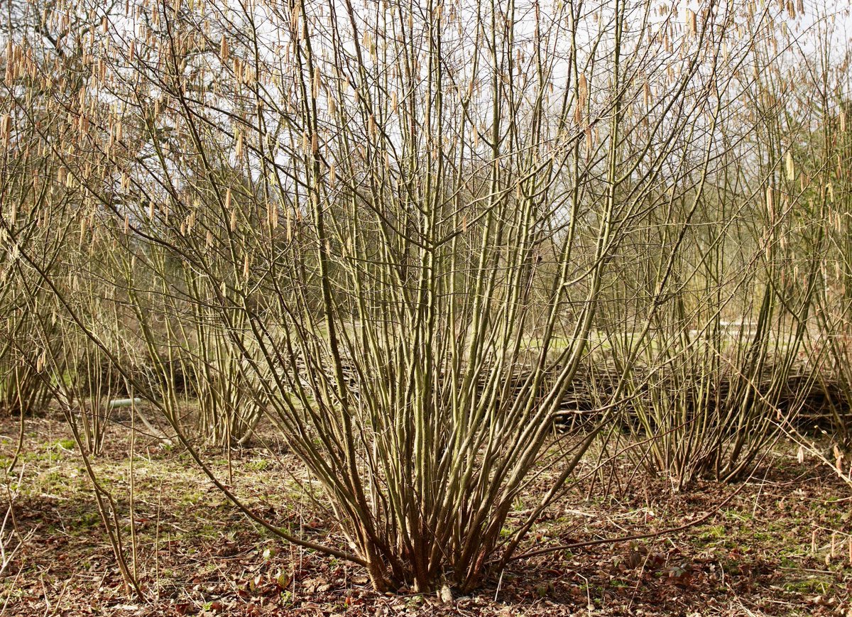 7. HAZEL is a powerful force within a woodland. Marsh tits should, perhaps, be called hazel tits. The avian dormice of our woodlands, they show little love for marshes, but often thrive best where dense stands of ancient hazel reside.