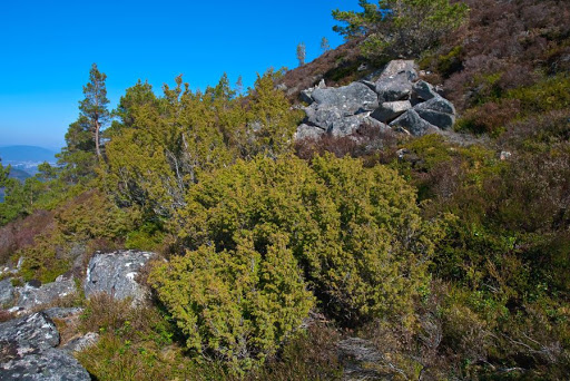 16. JUNIPER is one of the forgotten trees of our hillsides. Over 40 insect species and many fungi call its branches home. Species such as black grouse and ring ouzel, in particular, benefit from the presence of juniper berries in their territory.