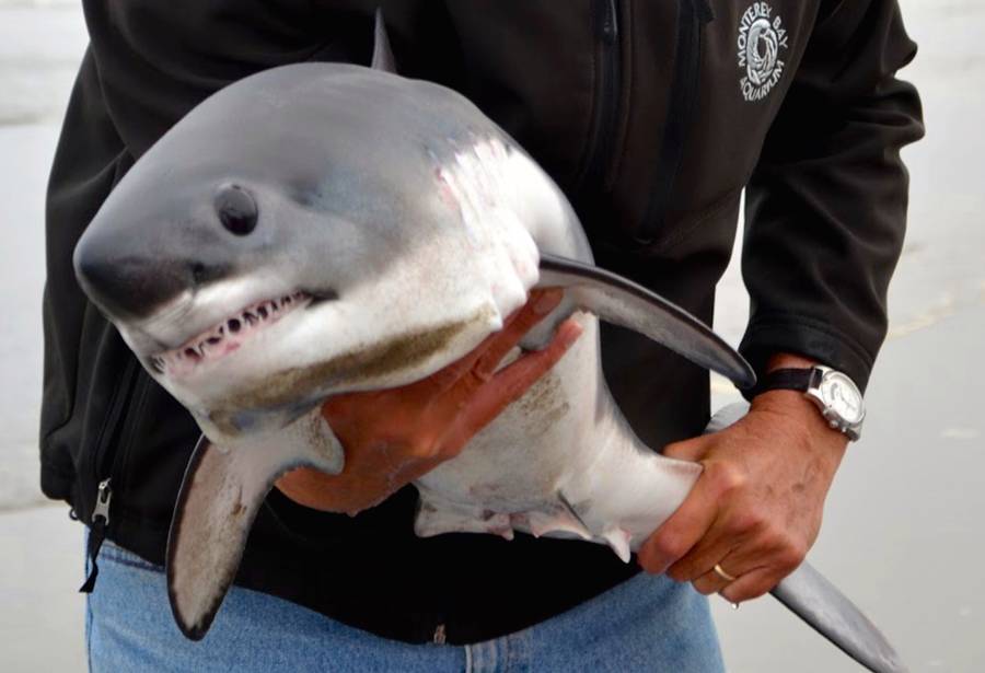 Felipe Saucedo No Twitter Sabian Que Hay Un Tiburon Que Se Llama Tiburon Salmon Y Es Basicamente Una Version Enana Del Tiburon Blanco Felipe Saucedo No Twitter Sabian Que Hay Un Tiburon Que Se Llama Tiburon Salmon Y Es Basicamente Una Version Enana Del Tiburon Blanco