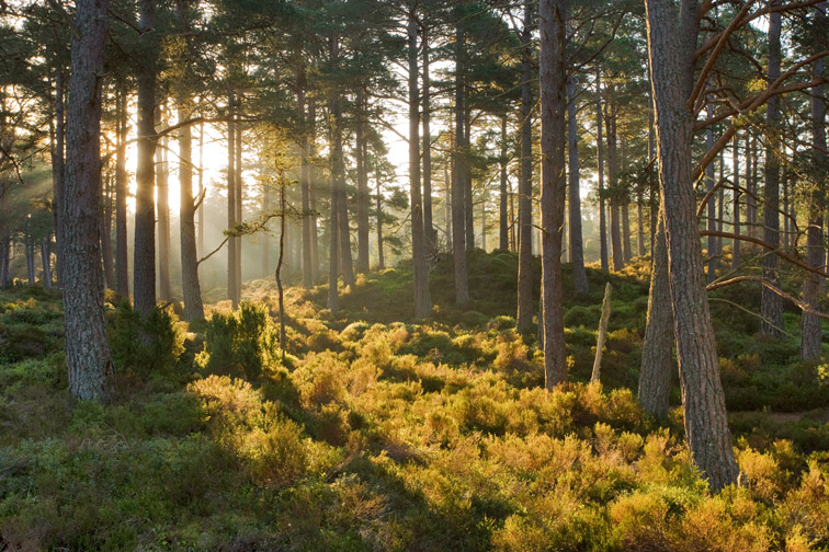 17. PINE is a cornerstone species with a long list of avian specialists. The turkey-sized capercaillie makes complex use of pine; nesting in bilberry below but feeding on pine needles from much of the spring into the autumn, whilst pollen cones are eaten from May to July.