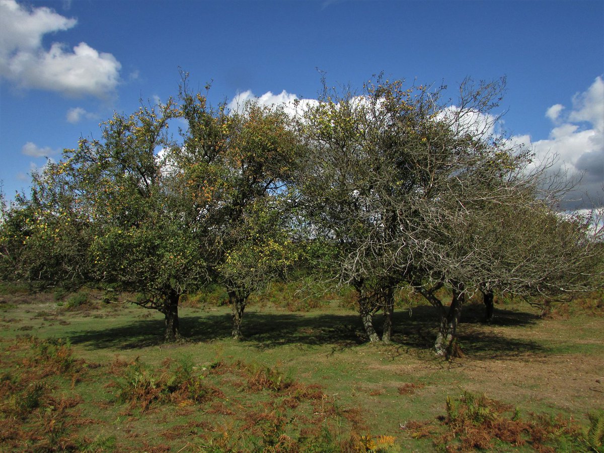 11. CRAB APPLE, or Wild Crab, is a hugely important tree, as is the domesticated orchard apple. Teeming with small flies, wasps and moths, apples are both restaurants and homes. Spotted flycatchers and, in the New Forest, hawfinches, will often nest within its branches.