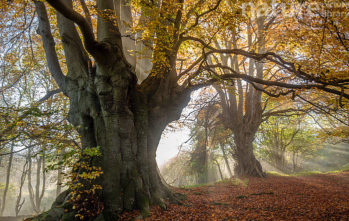 14. BEECH, its branches prone to shearing and falling, is often a cavity-rich tree, beloved in its older years by tawny owls. Huge quantities of mast feed woodland birds in the autumn, and its labyrinthine branches can hide the nests of raptors such as the rare honey-buzzard.