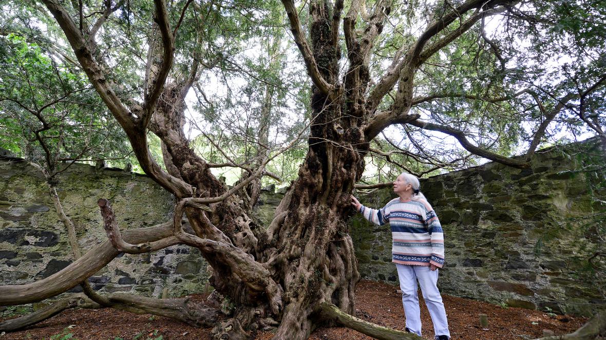18. YEW is nowhere near as common as it once was; now a refugee of churchyards in many landscapes. An ancient giant, its denser cover is favoured by nesting mistle thrushes, whilst its berries draw many, particularly marsh tits, from all around.