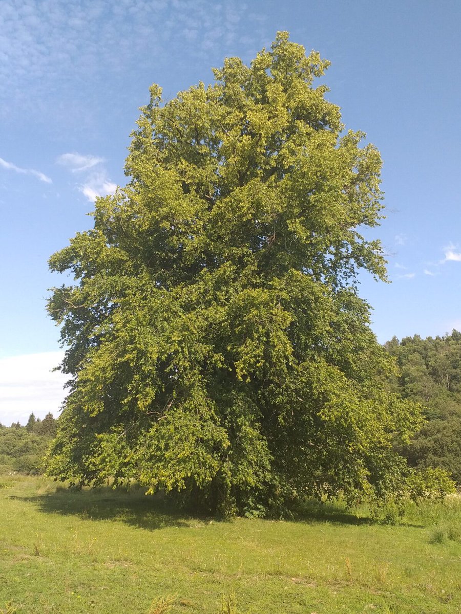 19. LIMES (both broad and small-leafed) fill a critical summer nectar gap for species such as tits and warblers. Whilst trees such as oak, willow or hawthorn have far more associated insect species, lime becomes a banquet of aphid abundance by mid-summer.