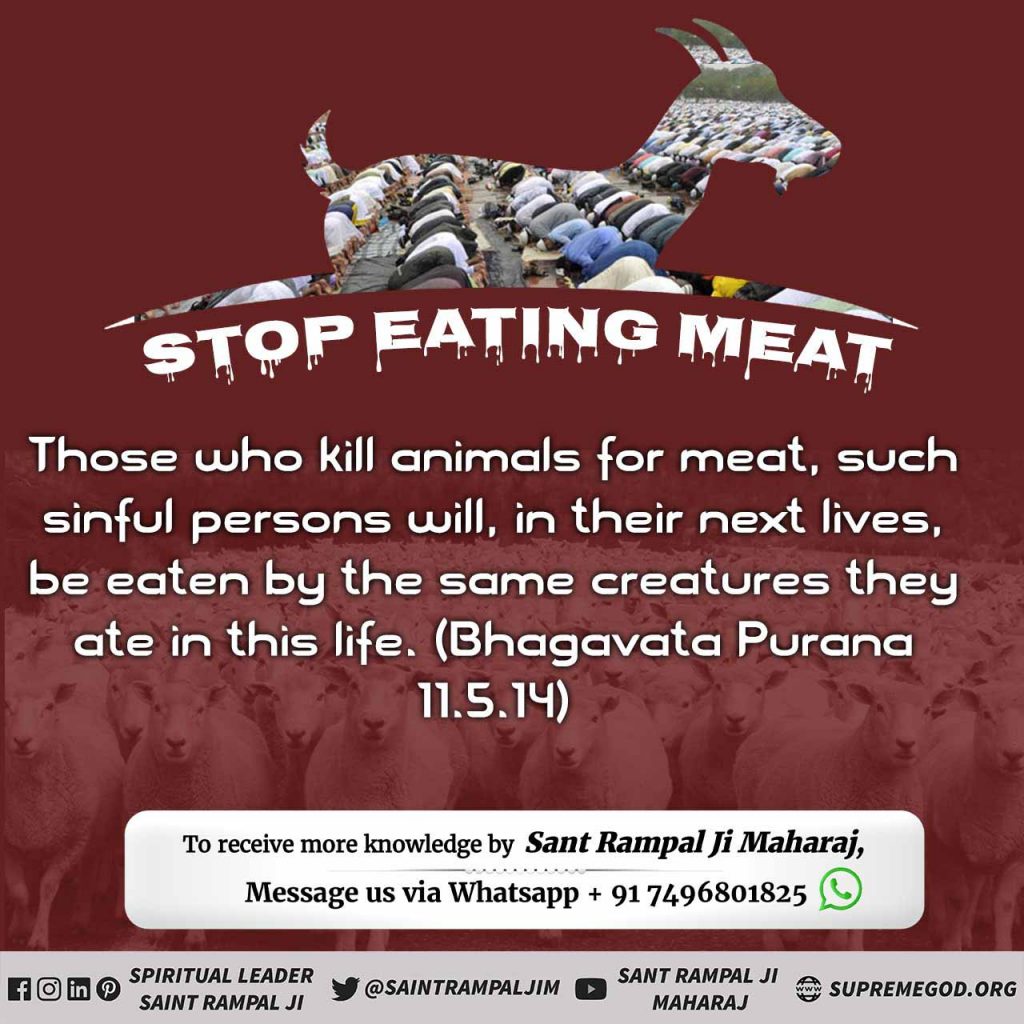 Eating meat is a heinous sin. Stop eating meat and Stop killing animals in the name of Allah/God. God gave us better things to eat. He does not allow killing of animals.
#AllahDoesNotNeedQurbani #Corona