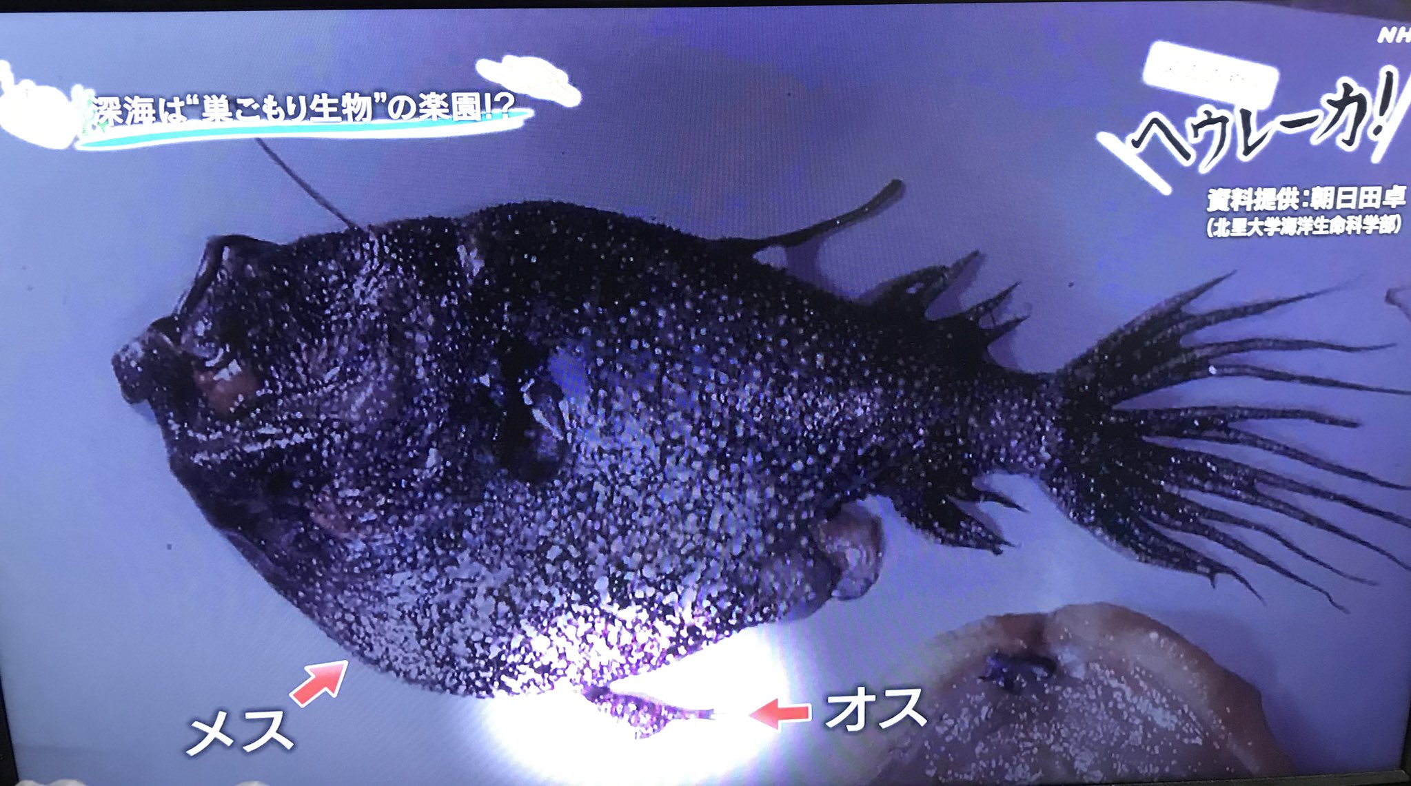 ふくてん Pa Twitter えっ怖くね チョウチンアンコウのオス 交尾したら退化してメスの身体の一部になってそこから一生ヒモ生活 オスは卵産む時しか必要ないって 又吉直樹のヘウレーカ ヘウレーカ T Co Awqdghjetr Twitter