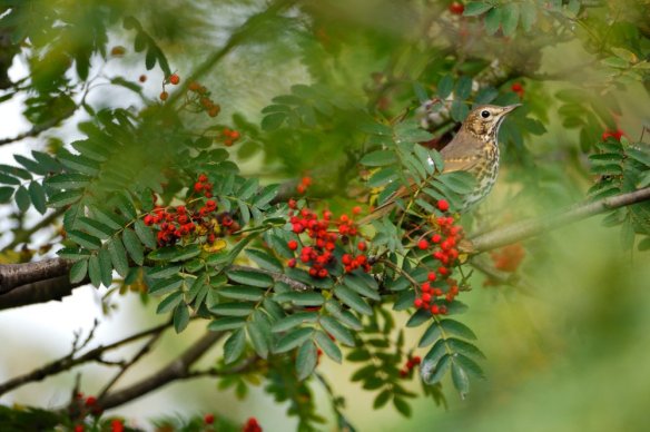 20. ROWAN is the richest berry-bearing tree of all for birds; at least 37 species are known to feast on its berries. Black grouse and ring ouzel benefit from its presence on hillsides, wherever it still grows. Red-listed mistle thrushes are another regular visitor.