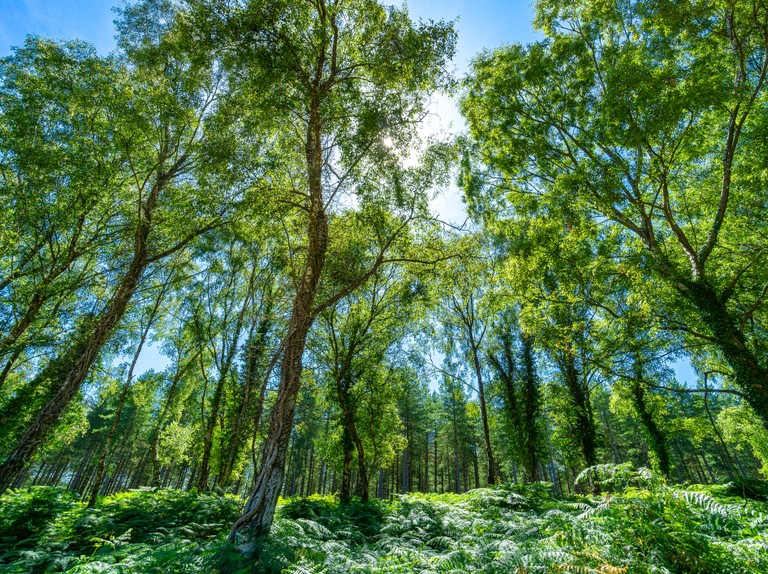 Trees are not just crops to be grown for timber - we need both forestry and wild woods. Trees sequester carbon, prevent flooding, enrich our lives but most importantly of all, are the cornerstone species that power diversity & abundance in much of the landscape.