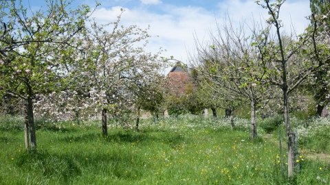 The loss of loose-growing, sunlight loving deciduous trees, especially fruiting species, over the past 100 years, has had a devastating effect on our birdlife. The subsidized return of orchards is one viable way that we might turn this around, to the benefit of farmers too.