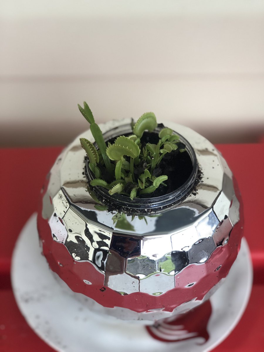 sarcasmforChrst's tweet photo. Pray for Hector. I potted him today in a disco ball cup i got from cvs. (Don’t worry, I drilled a hole in the bottom.) #venusflytrap #hectortheprotector https://t.co/cZ7m7qz5wK