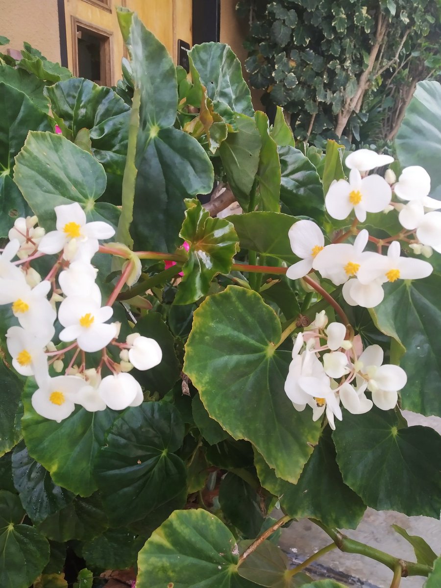 auria_maria's tweet photo. Feliz y florido miércoles!!! 🤗💚☀️🏵️🌱💛🥰 #garden #jardin #flores #flowers #minirosas #rosas #gardenias #geranios #ixora #belleza #nature #naturaleza #orchids #plantas https://t.co/sFIG6wDznU