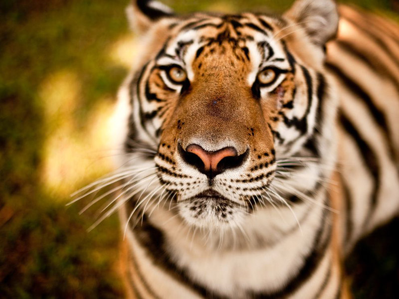 Head-on shot of a tiger staring directly at the viewer. It has orange and white fur with black stripes. 