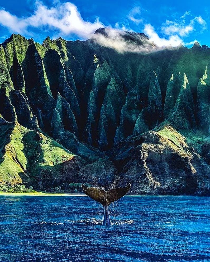 tripbigs's tweet photo. Nāpali Coast State Wilderness Park lies in the northwest of Kauai Island, Hawaii.

#hawaii #kauai #napalicoast #nature #travel #travelphotography #ocean #travelgram #hiking #aloha #islandlife #adventure #napali #paradise #kauaihawaii #hawaiilife #photography #instatravel https://t.co/xtEN4jEyHr