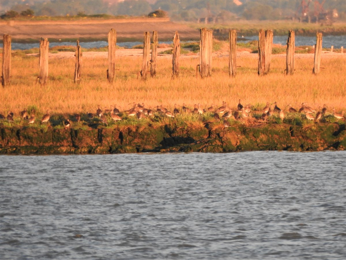 ...and by first light many of these birds had shifted up onto Deadman's island...3/12