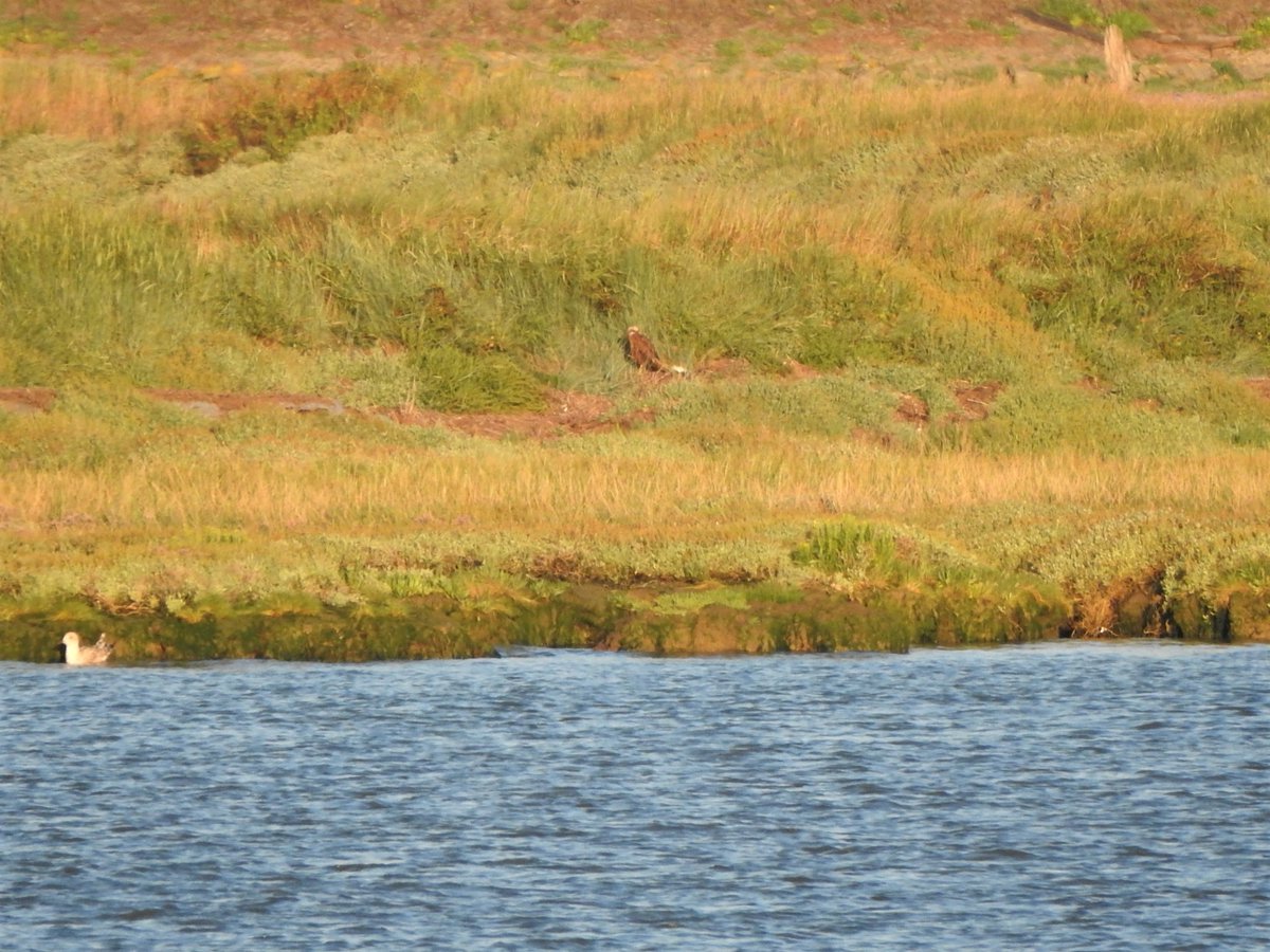 But an incident like this will not, on its own, change behaviours permanently, Right now waders have extra daylight, better weather in which to rest up/feed/moult. (The roost puts up with Marsh Harriers warming up on and spooking them daily- they're prey, after all)11/12