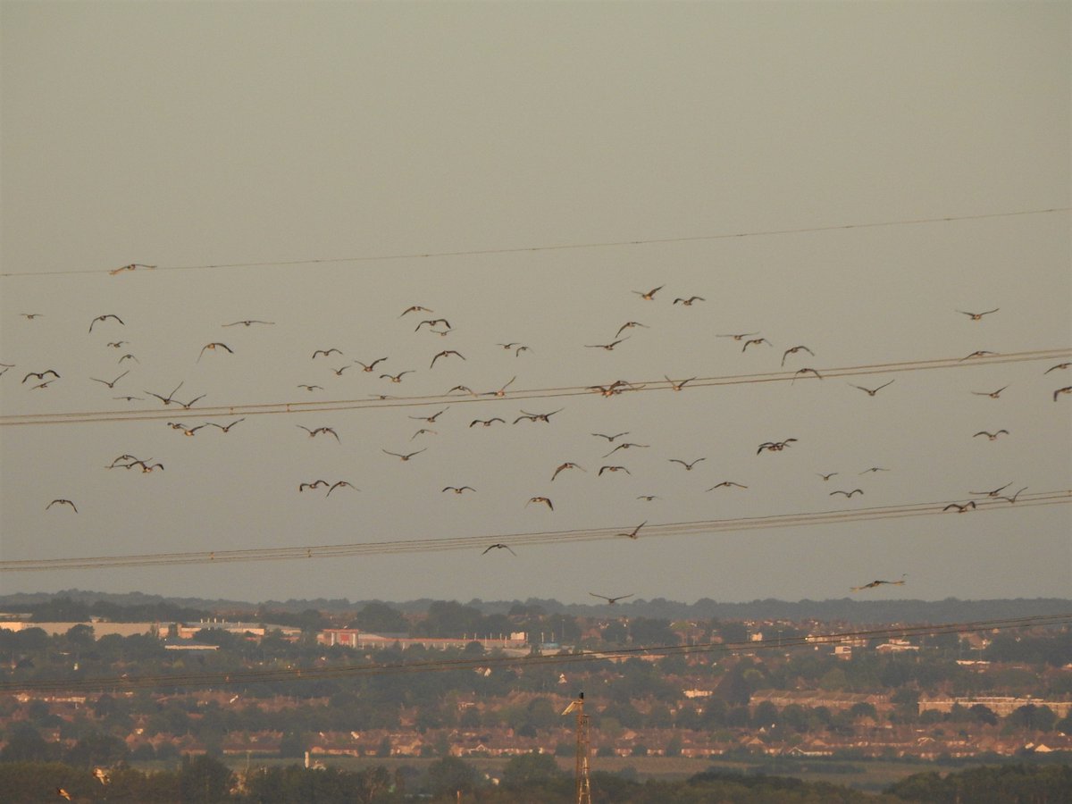 An hour after dawn (so an hour before high tide), Tuesday's main roost was disturbed, flying south and west to the rear of Tailness by the inner sea wall.5/12
