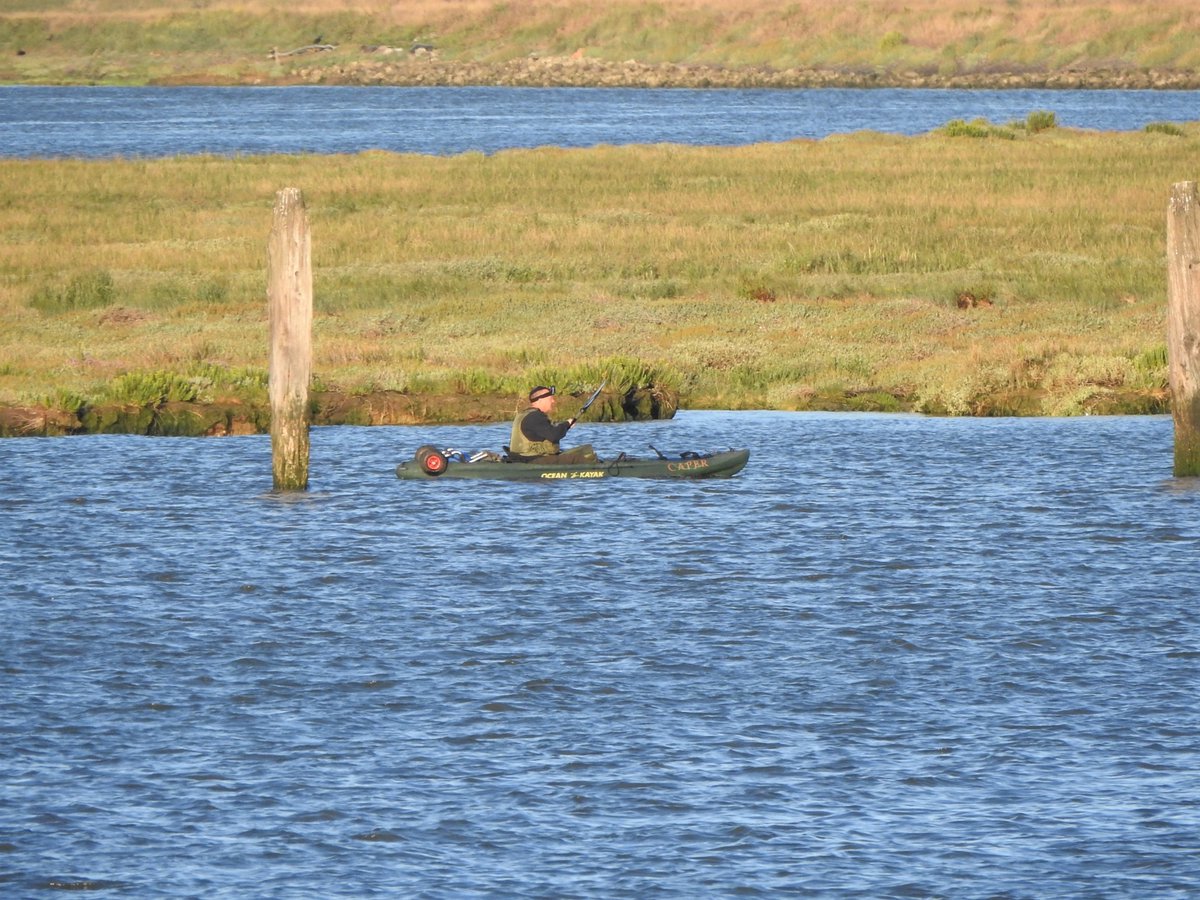 If bad disturbance, waders can take 2, 3 tides to settle back into a routine. And this wasn't: on a moderate tide and safe areas available, the birds will likely be back on the next tide.The problem comes when flushed routinely. This was 1st time I've seen here this year.9/12