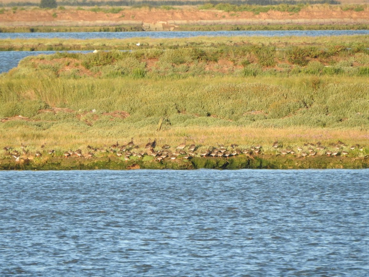 For waders on the Medway, increased vols of weekday disturbance during lockdown do seem to have brought subtle changes at some roosts.Why always a need to record every type of disturbance event seen, and nos involved.10/12