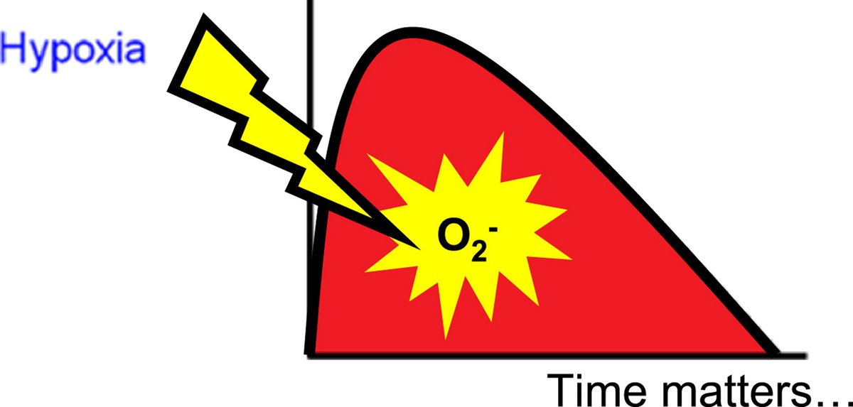 We previously showed that in acute hypoxia different cell types respond producing a superoxide burst…4/n https://linkinghub.elsevier.com/retrieve/pii/S0891584914001282