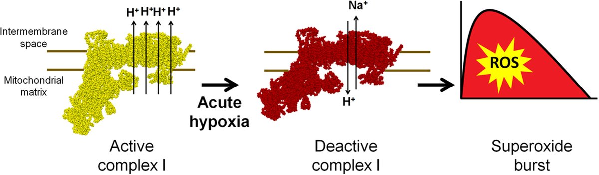 … and that complex I deactivation in acute hypoxia is necessary for the superoxide burst and this acidifies the mitochondrial matrix5/n https://www.sciencedirect.com/science/article/pii/S2213231717301271