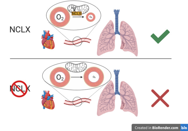 This has several (patho)physiological implications. In the paper we show inhibiting NCLX partially abolishes of the hypoxic pulmonary vasoconstriction. Other implications may be shown in the future.(we are working in some, but hopefully other groups will explore others)7/n