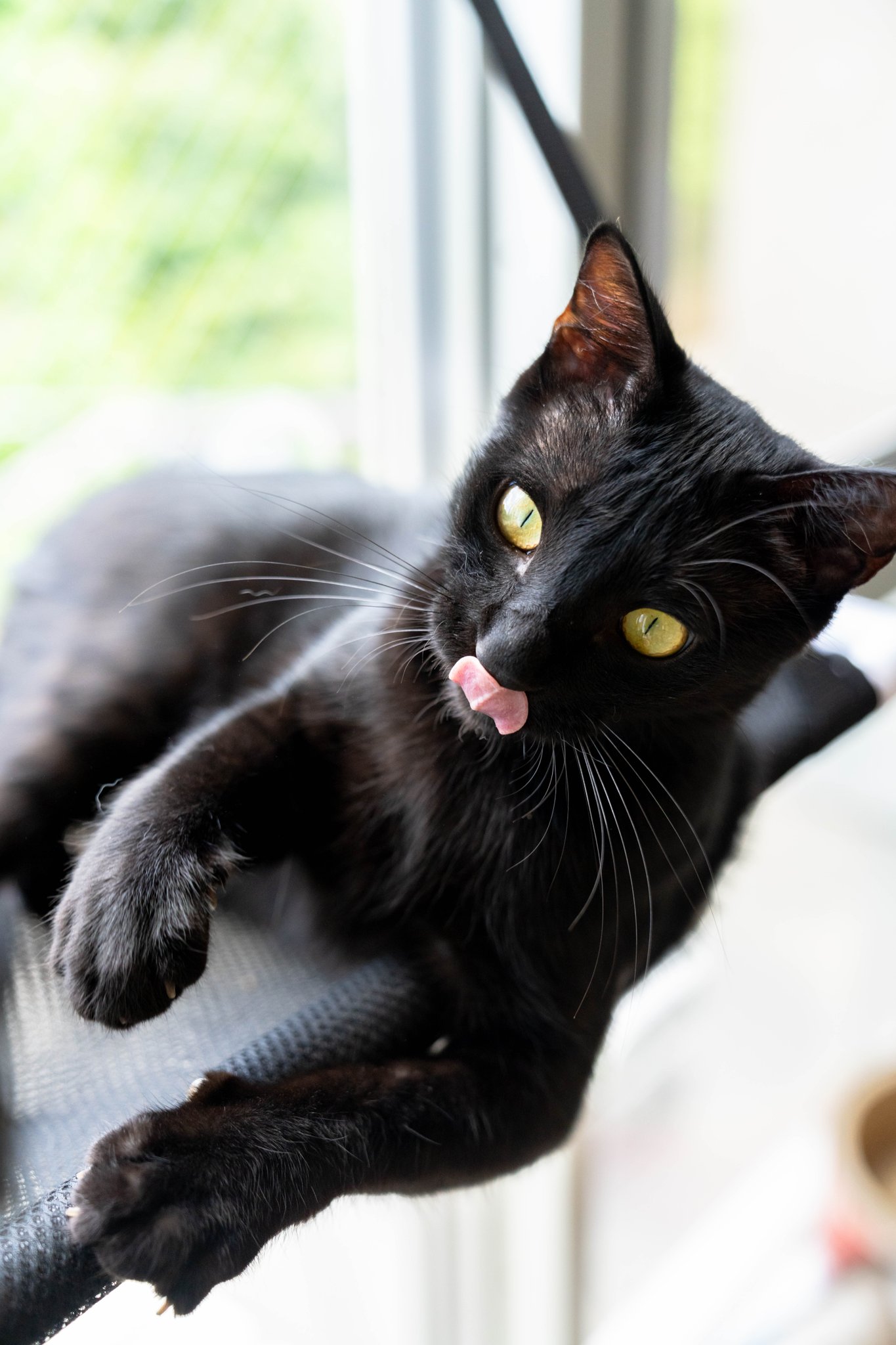 熊五郎　さま専用　　本日限り 熊五郎 さま専用 本日限り 熊五郎🧸 on X: