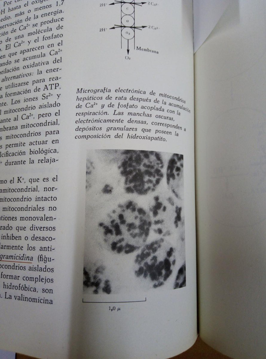 This is not exactly new, these calcium granules were already described by Lehninger in the ‘60s and are explained in the first edition of his Biochemistry textbook.(mitochondria overloaded with Ca2+; 1st Spanish edition of 1972, a gift from my sisters who studied with it)11/n