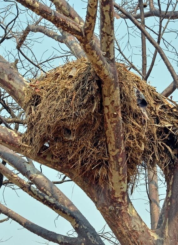 4. It is said that it lays a large egg underground at the location of the lightning strike. The most remarkable thing about this bird, however, is its nest made of grass, clothes, tyres and all manner of items. The nest is massive & out of proportion with the bird or its needs.