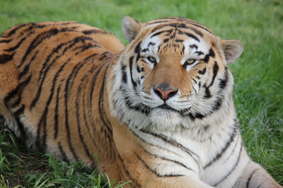 PAWSARK2000's tweet photo. #InternationalTigerDay
Take action to protect #tigers in the U.S. who are confined in decrepit roadside zoos, backyard menageries, circuses &amp; cruel cub petting operations. End their suffering! Pass the federal #BigCatPublicSafetyAct! Contact your rep: https://t.co/CEA0NGuyvZ https://t.co/QoaaAd4PWo