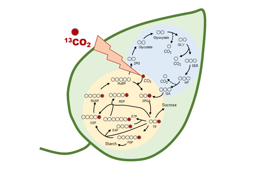 plantflux's tweet photo. I am presenting a virtual poster at #PlantBio20. We used 13C Metabolic Flux Analysis to better understand photorespiration. Stop by if you are curious about how we turn a LI-COR into a fast-quenching labeling system. @ASPB @ASPB_ECPS https://t.co/GXAj9aP06A