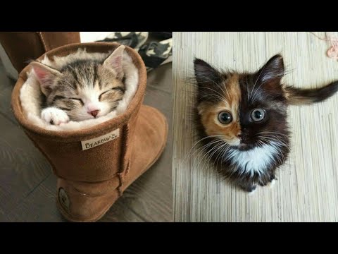 Meow Moe on Twitter: Meow Moe on Twitter: