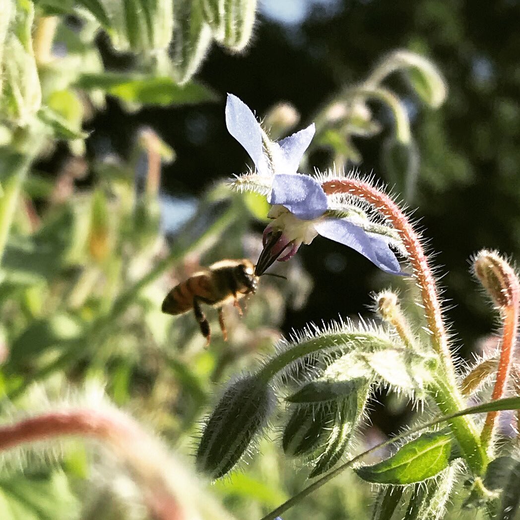 Bee is for Borage 🐝
Borage is for salad 🥗

Available Now 👨🏻‍🌾 20% off everything ends Friday 🌞

#ygk #ygkfarmtotable #ygkfood