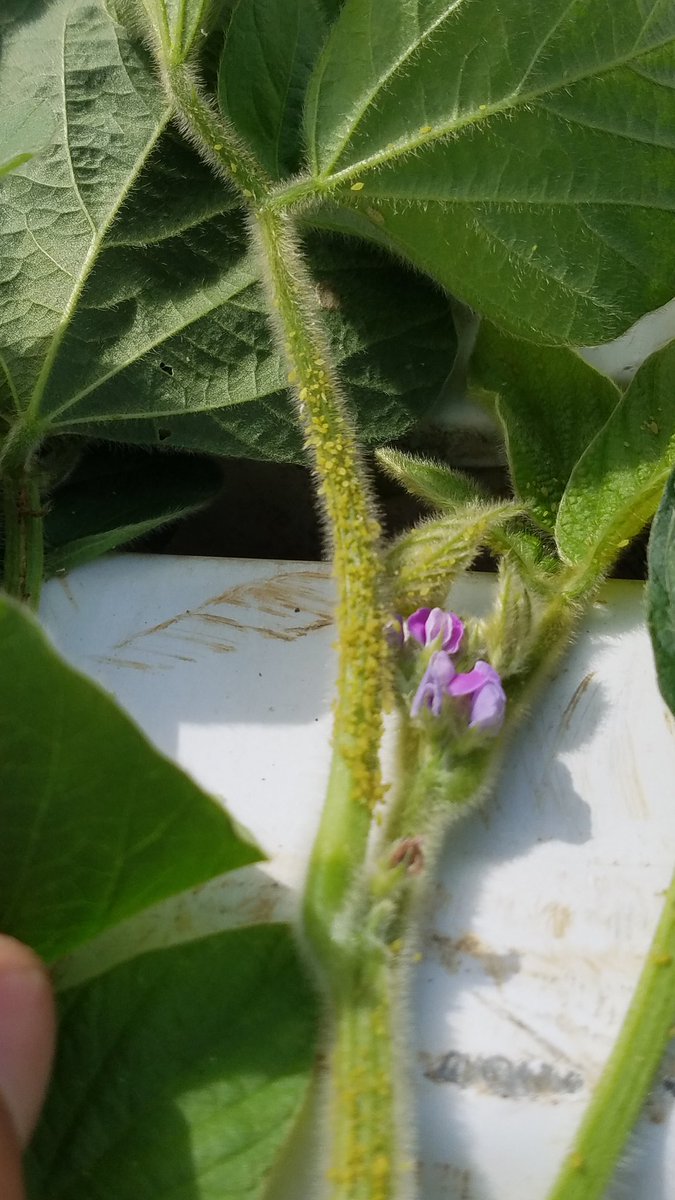 Gregg Olawsky tweet media