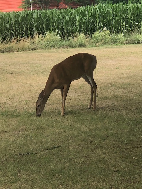 FanshaweSimcoe's tweet photo. A potential student decided to stop by and tour the grounds today 🦌… or perhaps a future photography subject in our #AEIL class 📷! https://t.co/ry6o92k4fj