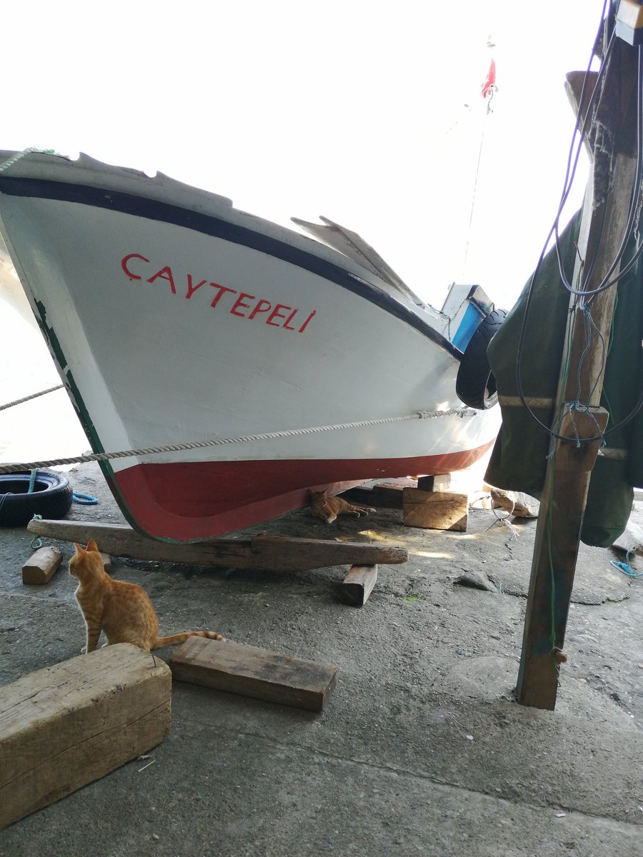 doğukan yazıcı (@mdogukany) on Twitter photo 