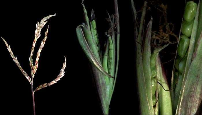 México desconocido tweet media