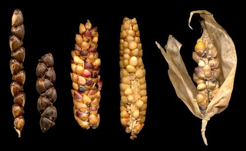 México desconocido tweet media