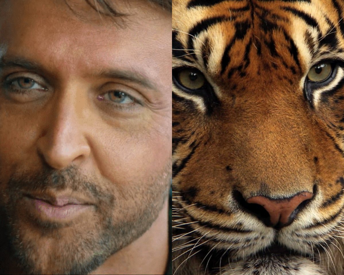 7. A calm tiger is infinitely more dangerous than an angry one, right? Hell yes!