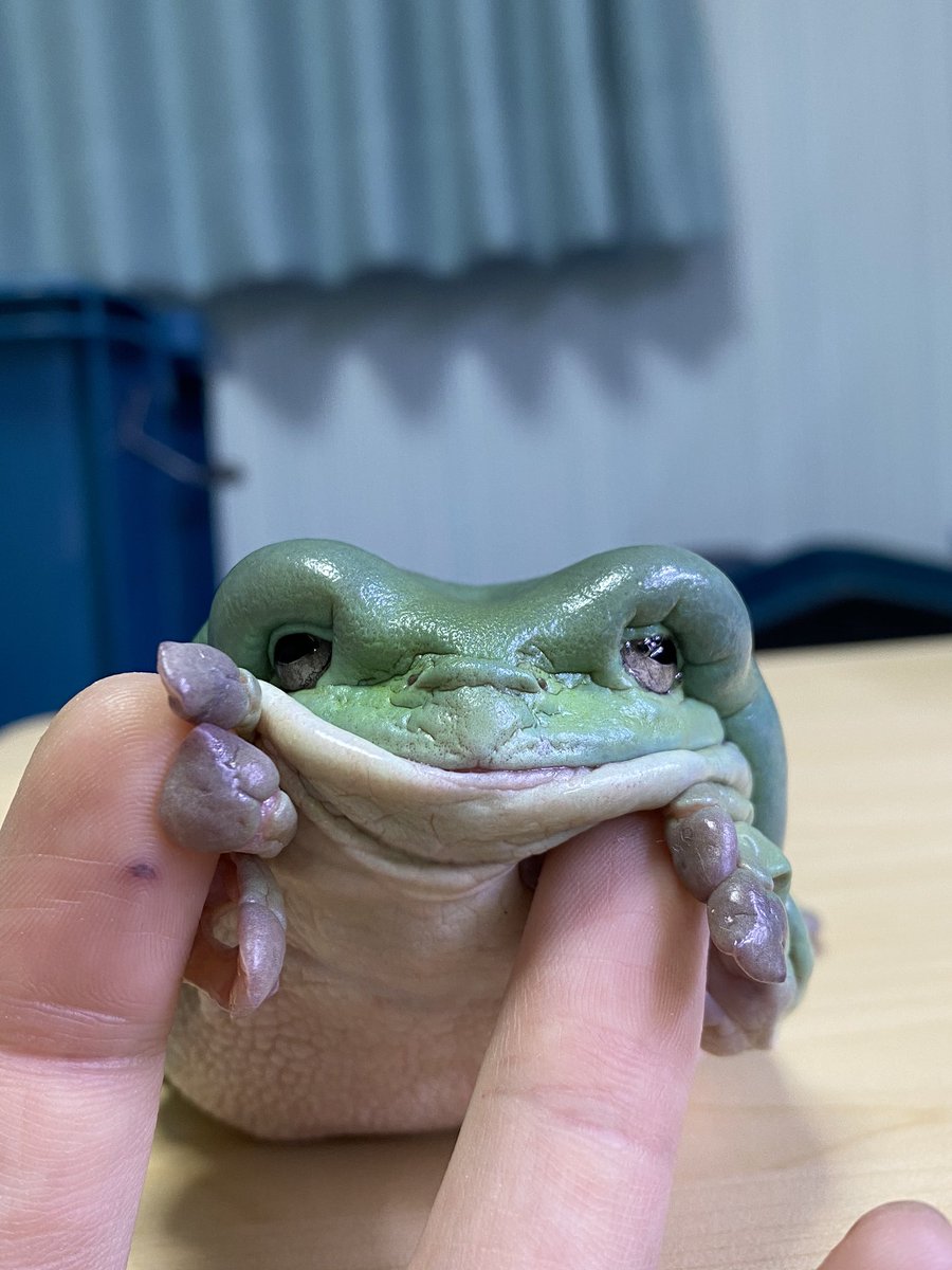 リトリア カエルな日々 小休止中 On Twitter カエルスライム