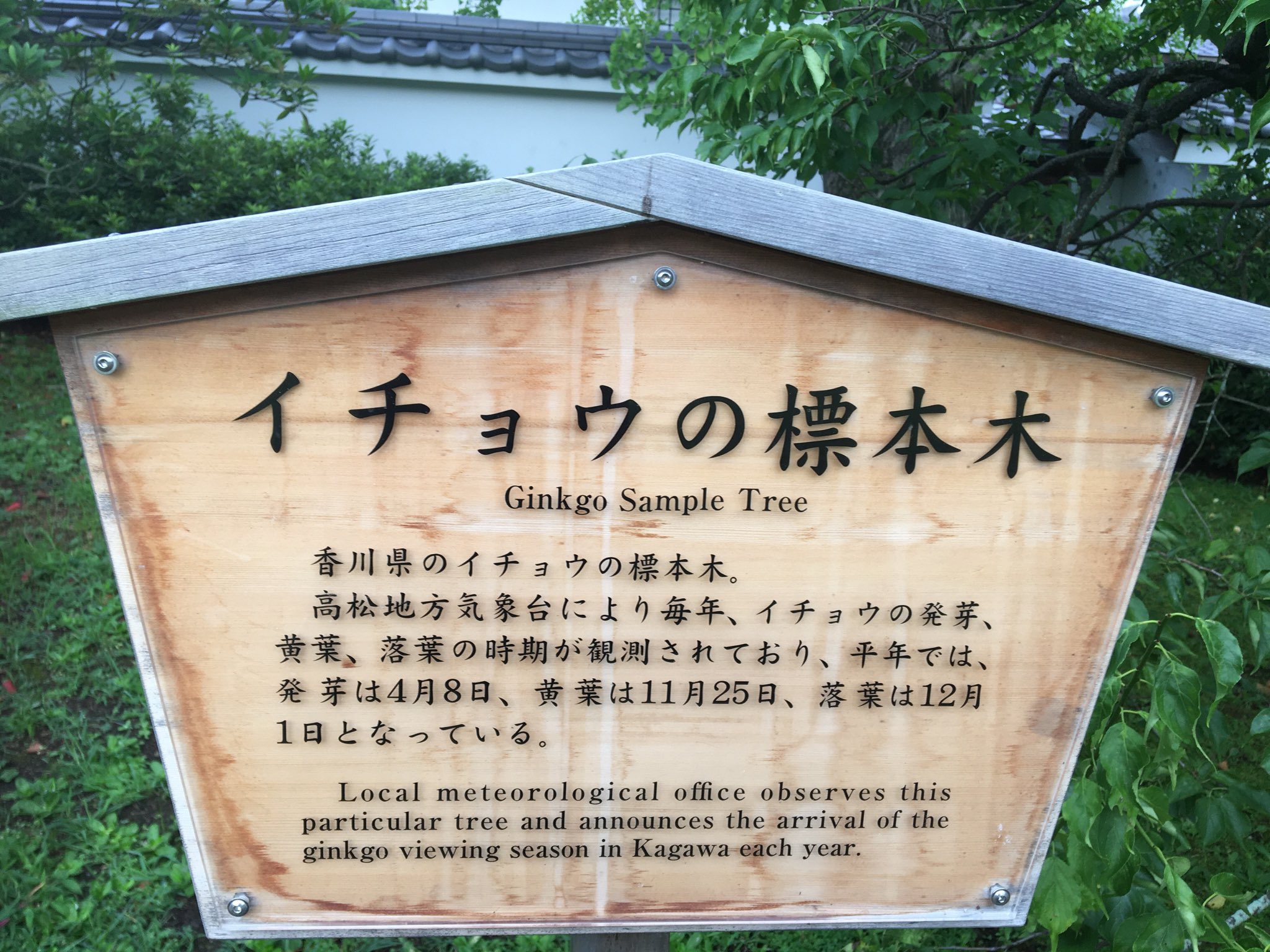 Kokogaku 中1日 30日の栗林公園 高松 イチョウの標本木に実がついている 季節は梅雨明けと夏を飛び越して秋 栗林公園 イチョウ