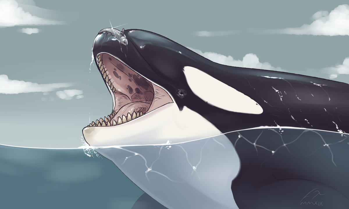 Whale Mawshot Furaffinity / Ych Done The Licking Of The ...