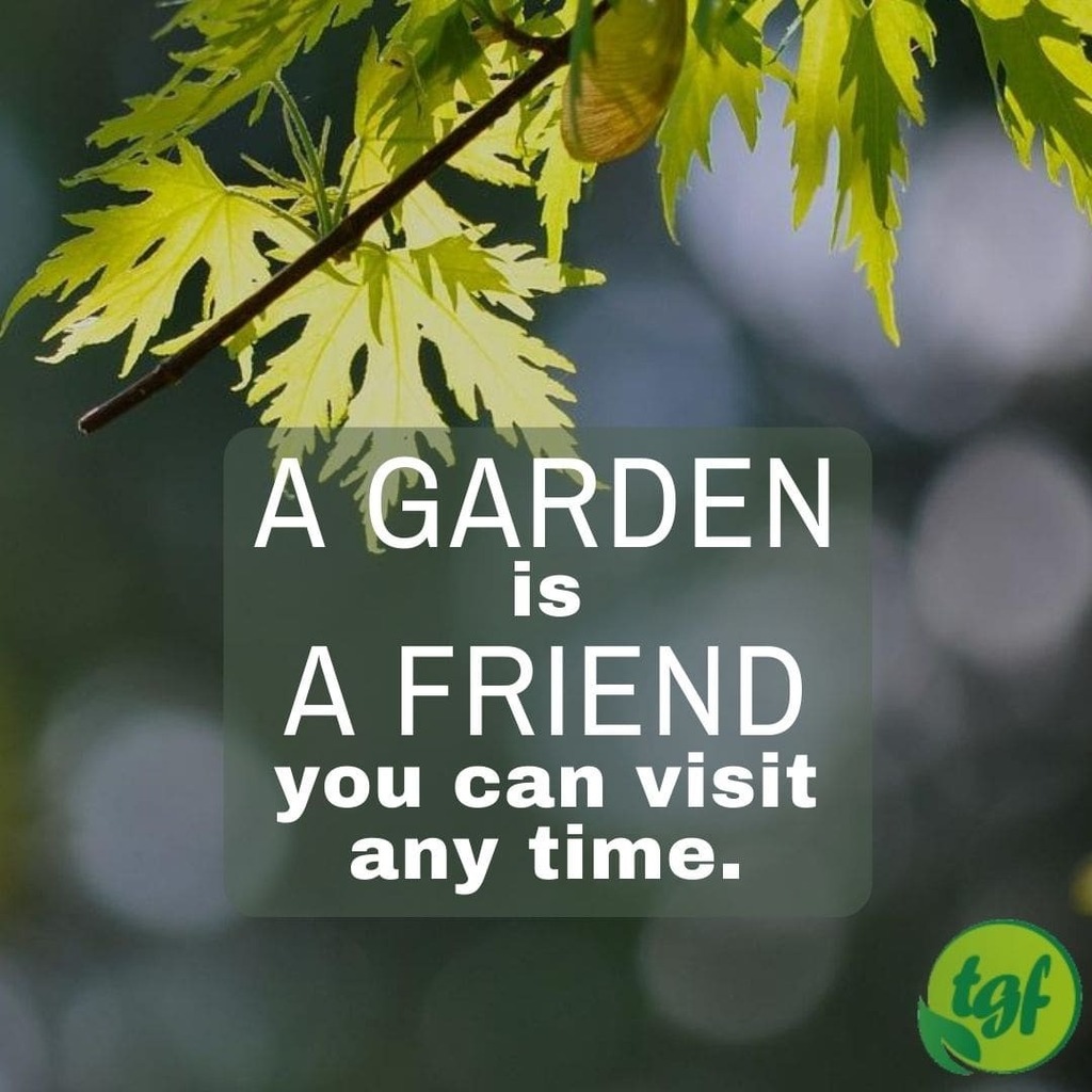 (Tumblr ift.tt/2DiL0uk) A garden is a friend you can visit any time.⁠
⁠
#gardening #gardeningquotes #quotes #thegardenersfriends #quotesoftheday #nature #garden #greenthumb #gardenlife #gardeninglife #gardeningmeme #gardenmeme