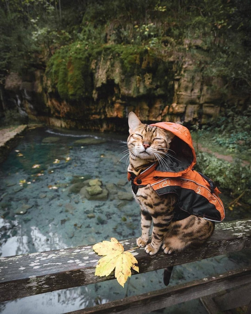 Cat Woman 🇬🇧 🇺🇦 tweet media