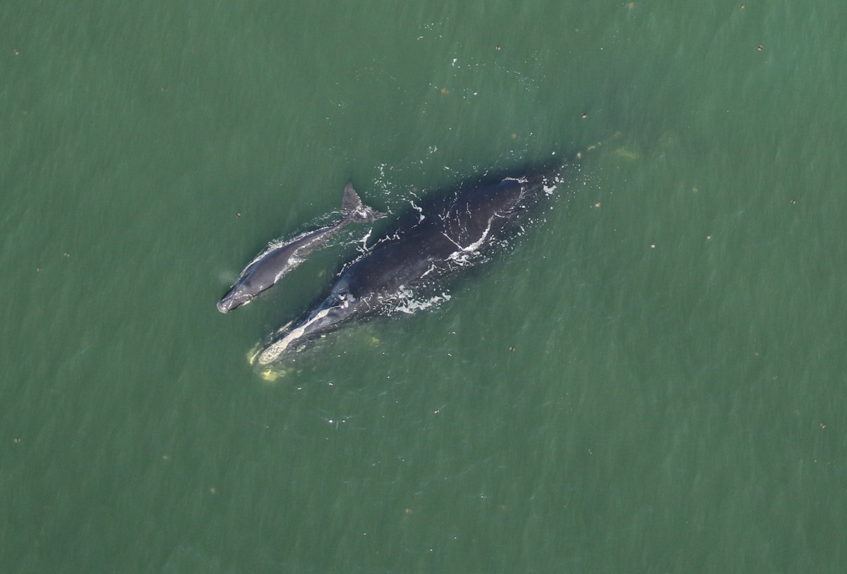OceanaCAN's tweet photo. Harmonia and her third calf have been spotted in the Gulf of St Lawrence. We don’t want this calf to suffer the same awful fate as her first – which was tragically killed by a ship strike. Tell @Transport_gc to make the Cabot Strait slowdown mandatory: https://t.co/IDtiwBs5QD. https://t.co/nk5iy8JtGn