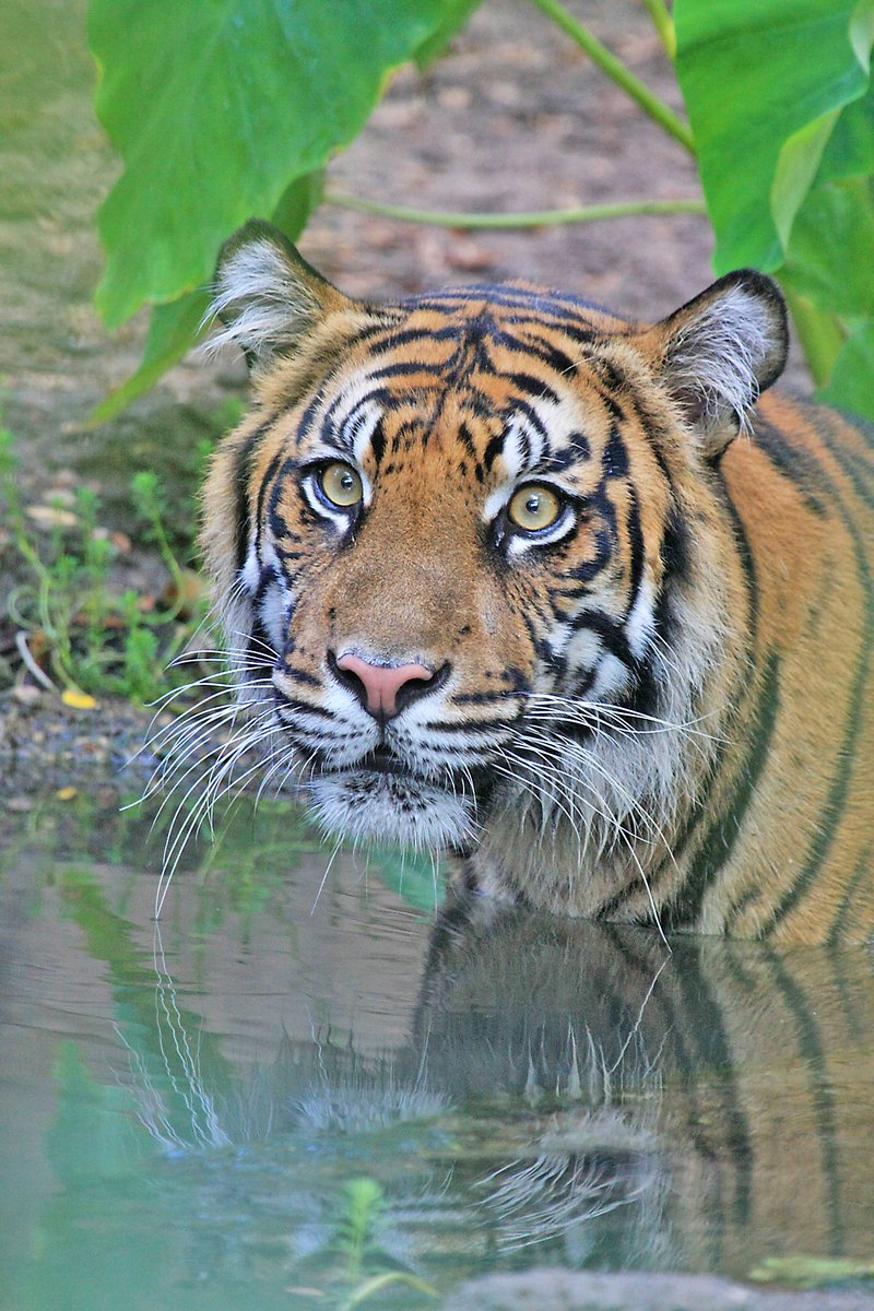 Tell Congress we need help to care for our amazing animals, keep our wonderful staff, and continue wildlife rescue and recovery. We know we can count on champions like you to make some noise. Contact leaders now! bit.ly/HelpZoosAndAqu… #helpzoos #HelpAquariums