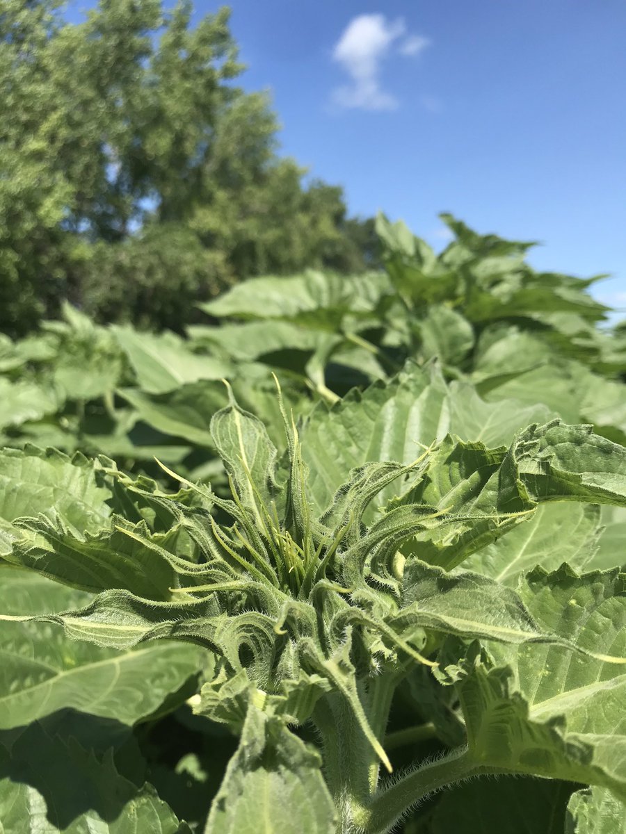 Wednesday, July 29th! Letellier,  #Manitoba Hangin’ with the sunflowers! Lessons from   Reach for the sun Stand tall Be patient, your best days are ahead! @FarmLinkCanada  #FLCropTour20  #MbAg  #FLintheField  #BootsonTheGround  #grow20  #harvest20  #Manitoba  #Canada