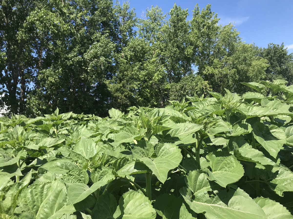 Wednesday, July 29th! Letellier,  #Manitoba Hangin’ with the sunflowers! Lessons from   Reach for the sun Stand tall Be patient, your best days are ahead! @FarmLinkCanada  #FLCropTour20  #MbAg  #FLintheField  #BootsonTheGround  #grow20  #harvest20  #Manitoba  #Canada