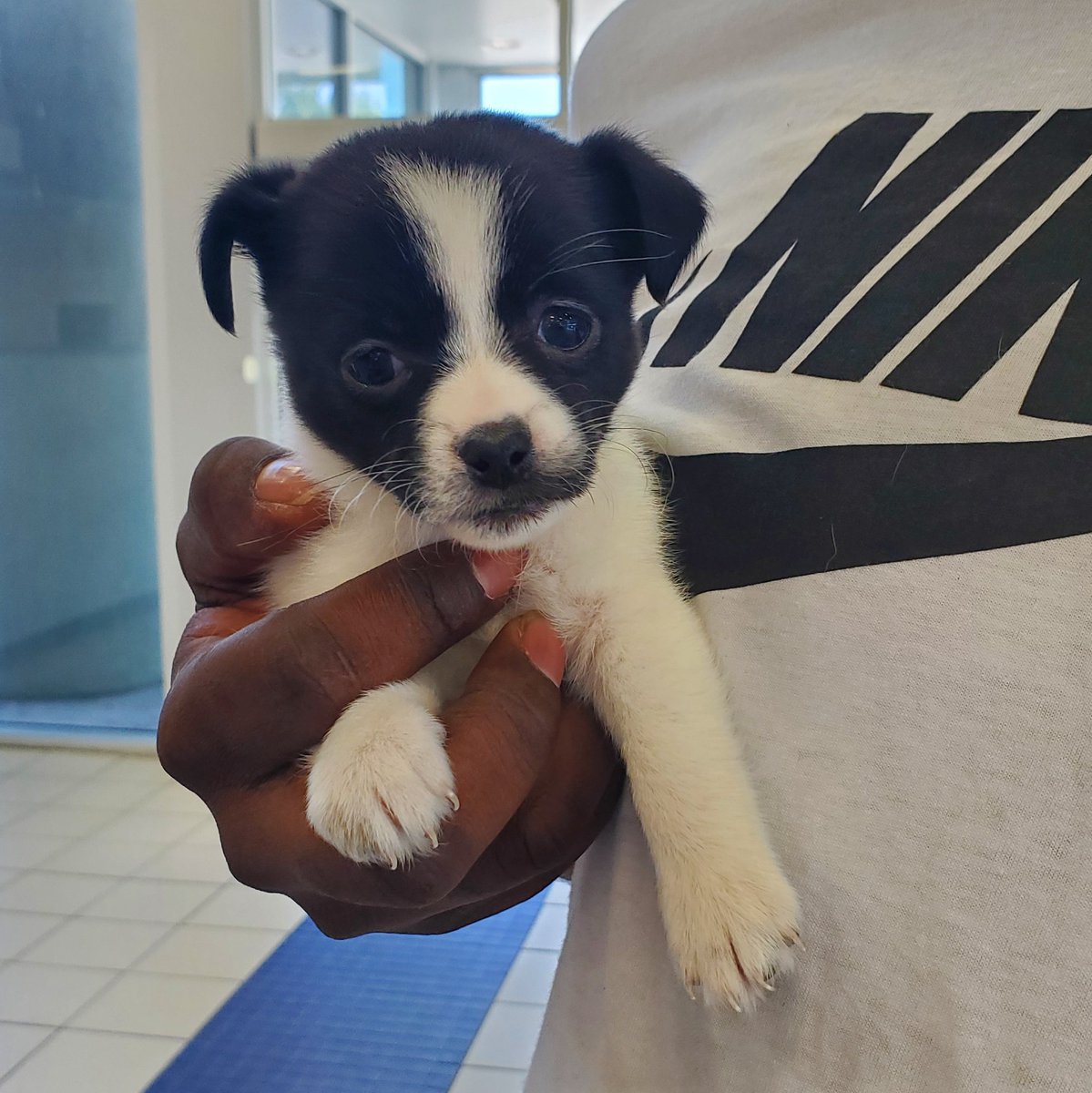 smlaser's tweet photo. This tiny dog visited my work today. #tinydoggo https://t.co/CDhKzCIV9a